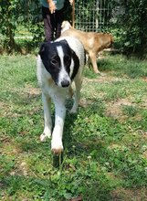 ELLA, Hund, Mischlingshund in Rumänien - Bild 12