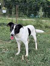 ELLA, Hund, Mischlingshund in Rumänien - Bild 19