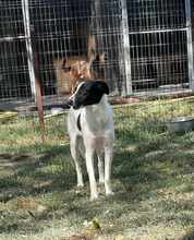 ELLA, Hund, Mischlingshund in Rumänien - Bild 2