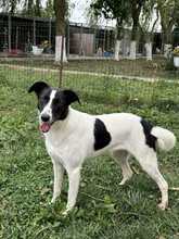 ELLA, Hund, Mischlingshund in Rumänien - Bild 20