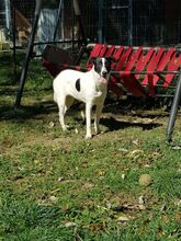 ELLA, Hund, Mischlingshund in Rumänien - Bild 21