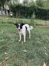 ELLA, Hund, Mischlingshund in Rumänien - Bild 22