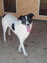 ELLA, Hund, Mischlingshund in Rumänien - Bild 23
