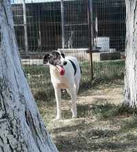 ELLA, Hund, Mischlingshund in Rumänien - Bild 25