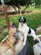 ELLA, Hund, Mischlingshund in Rumänien - Bild 7