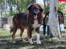 KODA, Hund, Ciobanesc Romanesc Carpatin in Rumänien - Bild 1