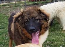 KODA, Hund, Ciobanesc Romanesc Carpatin in Rumänien - Bild 2