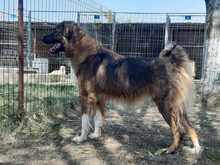 KODA, Hund, Ciobanesc Romanesc Carpatin in Rumänien - Bild 4