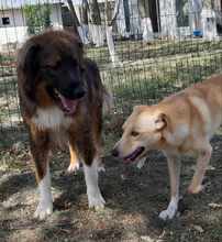 KODA, Hund, Ciobanesc Romanesc Carpatin in Rumänien - Bild 5