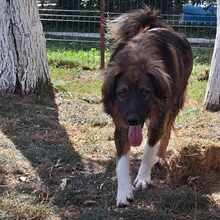 KODA, Hund, Ciobanesc Romanesc Carpatin in Rumänien - Bild 9