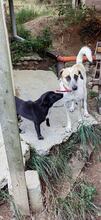 ROCCO, Hund, Mischlingshund in Bulgarien - Bild 10