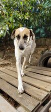 ROCCO, Hund, Mischlingshund in Bulgarien - Bild 3