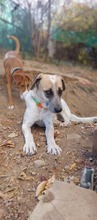 ROCCO, Hund, Mischlingshund in Bulgarien - Bild 4