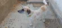 ROCCO, Hund, Mischlingshund in Bulgarien - Bild 5