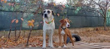 ROCCO, Hund, Mischlingshund in Bulgarien - Bild 6