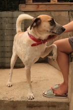 ROCCO, Hund, Mischlingshund in Bulgarien - Bild 7