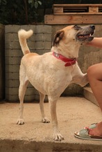 ROCCO, Hund, Mischlingshund in Bulgarien - Bild 8