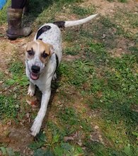 MELLI, Hund, Mischlingshund in Rumänien