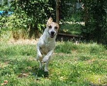MELLI, Hund, Mischlingshund in Rumänien - Bild 2