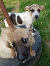 MELLI, Hund, Mischlingshund in Rumänien - Bild 6