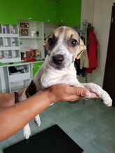 MELLI, Hund, Mischlingshund in Rumänien - Bild 7