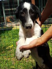 RUPER, Hund, Mischlingshund in Rumänien - Bild 11
