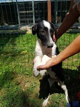 RUPER, Hund, Mischlingshund in Rumänien - Bild 14