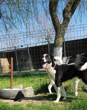 RUPER, Hund, Mischlingshund in Rumänien - Bild 5