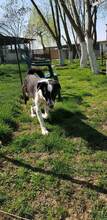 RUPER, Hund, Mischlingshund in Rumänien - Bild 6