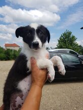 RUPER, Hund, Mischlingshund in Rumänien - Bild 9