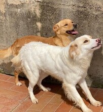 NIO, Hund, Mischlingshund in Italien - Bild 5