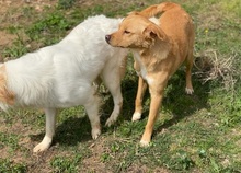 NIO, Hund, Mischlingshund in Italien - Bild 7