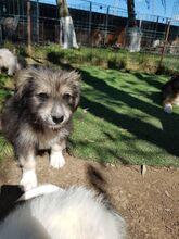 GLORIA, Hund, Mischlingshund in Rumänien - Bild 10