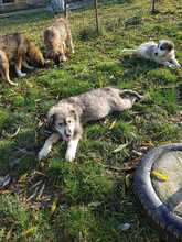 GLORIA, Hund, Mischlingshund in Rumänien - Bild 13