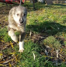 GLORIA, Hund, Mischlingshund in Rumänien - Bild 14
