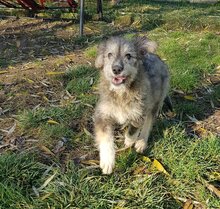 GLORIA, Hund, Mischlingshund in Rumänien - Bild 15