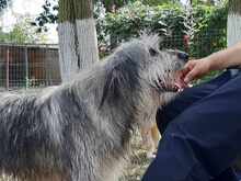 GLORIA, Hund, Mischlingshund in Rumänien - Bild 2