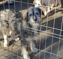 GLORIA, Hund, Mischlingshund in Rumänien - Bild 4
