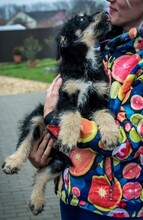 SCOTCH, Hund, Schnauzer-Mix in Ungarn - Bild 15