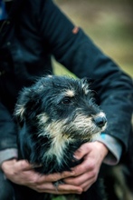 SCOTCH, Hund, Schnauzer-Mix in Ungarn - Bild 3