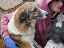 LARISSA, Hund, Mischlingshund in Rumänien - Bild 2