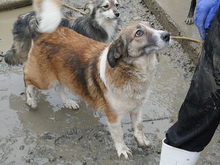 LARISSA, Hund, Mischlingshund in Rumänien - Bild 3