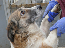 LARISSA, Hund, Mischlingshund in Rumänien - Bild 4