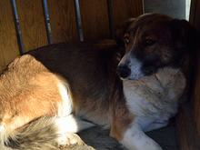 LARISSA, Hund, Mischlingshund in Rumänien - Bild 5