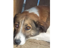 LARISSA, Hund, Mischlingshund in Rumänien - Bild 6