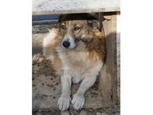 LARISSA, Hund, Mischlingshund in Rumänien - Bild 7