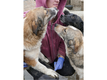 LARISSA, Hund, Mischlingshund in Rumänien - Bild 8