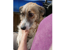 LARISSA, Hund, Mischlingshund in Rumänien - Bild 9
