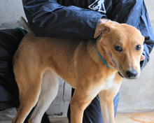 IDALEE, Hund, Mischlingshund in Italien - Bild 2