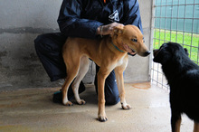 IDALEE, Hund, Mischlingshund in Italien - Bild 3